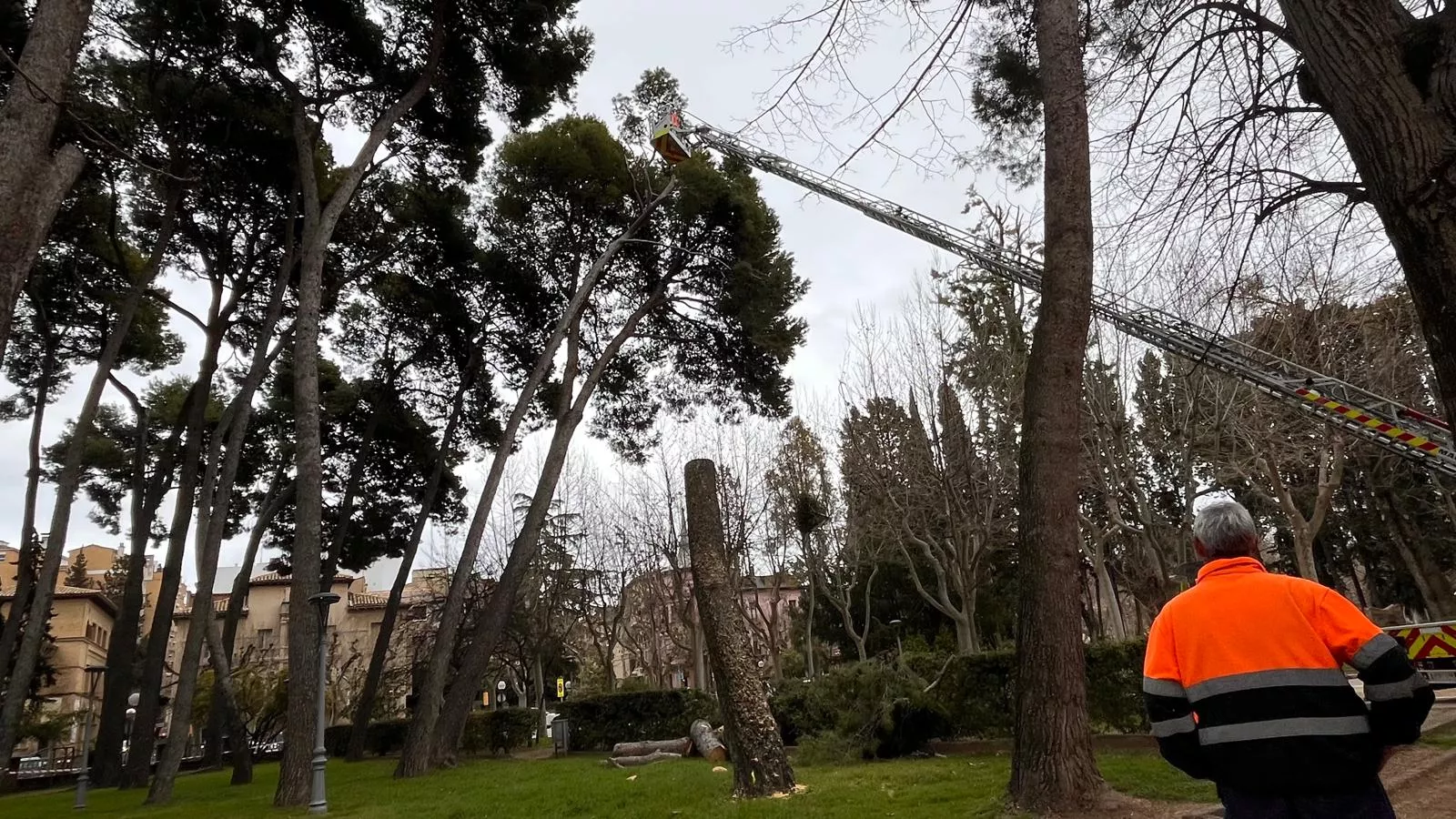 El Ayuntamiento retira cinco pinos del parque Miguel Servet por motivos de seguridad