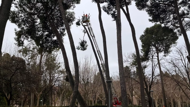 Trabajos en uno de los pinos afectados. Trabajos en uno de los pinos afectados.