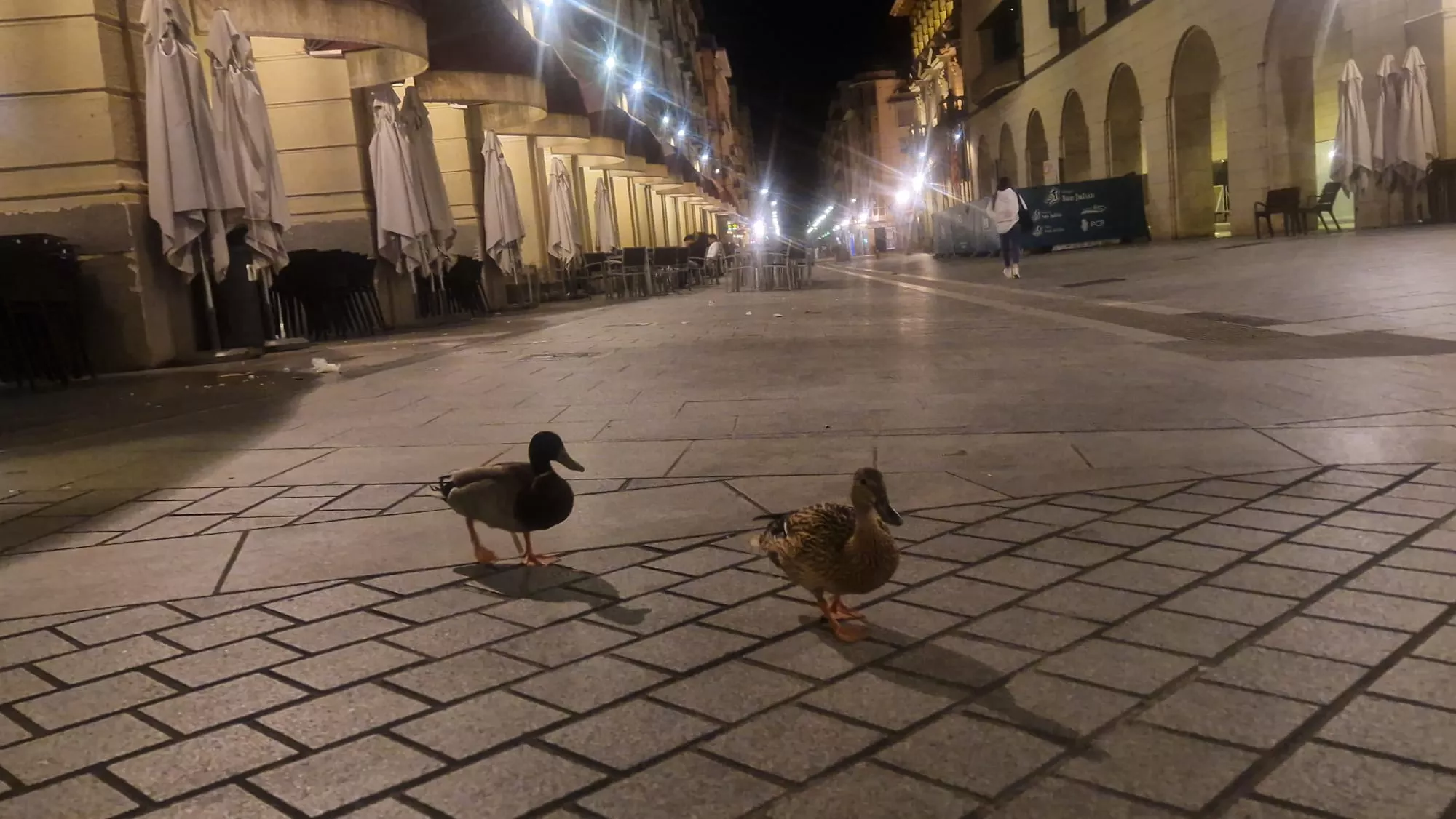 La pareja de patitos, paseando por las Cuatro Esquinas de Huesca. Foto Myriam Martínez e