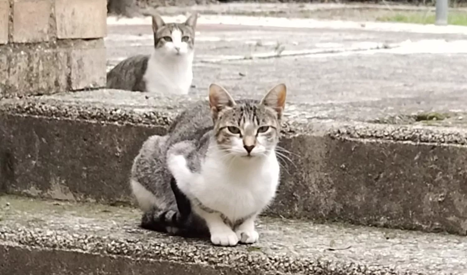 Dos gatos en una colonia felina de Salvando Huellas en Huesca