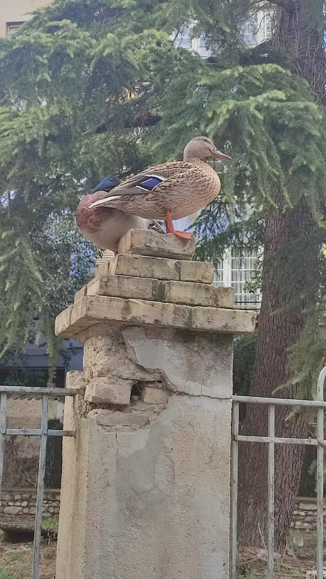 La pareja de patos, encaramada en la tapia de la Casa Ponz.