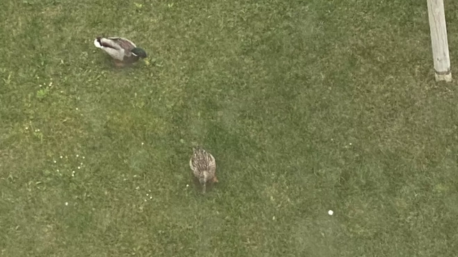 Piscineando en la hierba empapada, en la zona de Los Olivos.