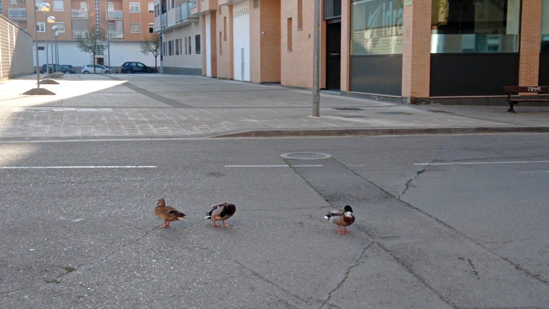 Los patitos ahora son tres y el último sitio donde se les ha avistado es la plaza de Santa Clara.