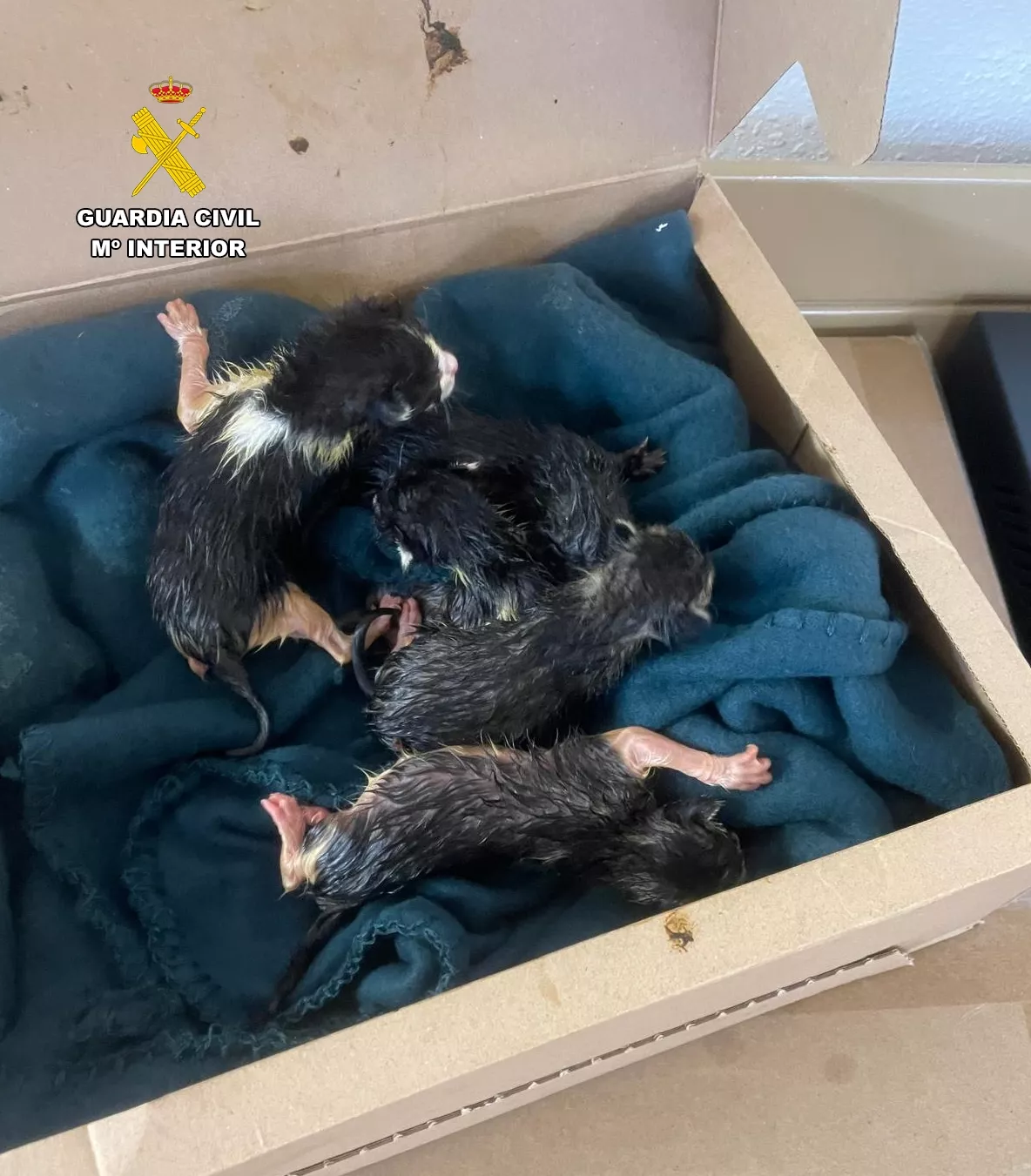 Gatos que fallecieron tras ser abandonados en un estado de falta de madurez en Barbastro