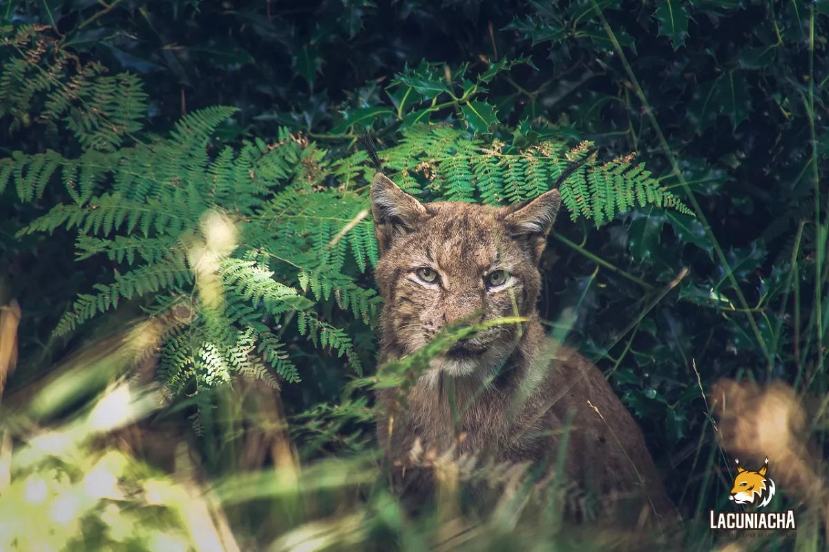 Una app de realidad aumentada y virtual revoluciona la visita a Lacuniacha.
