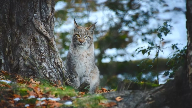 Lince en el Parque Faunístico de los Pirineos. Foto Lacuniacha Lince en el Parque Faunístico de los Pirineos. Foto Lacuniacha