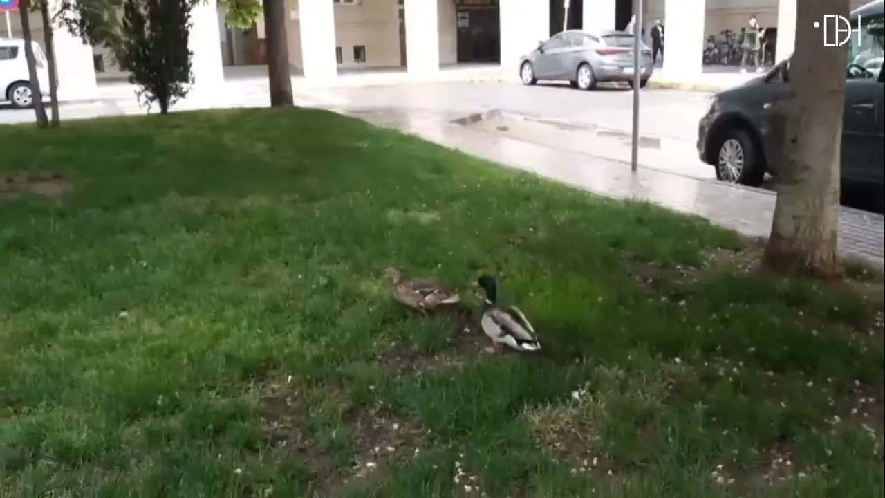 Los famosos patos de Huesca, otra vez solos