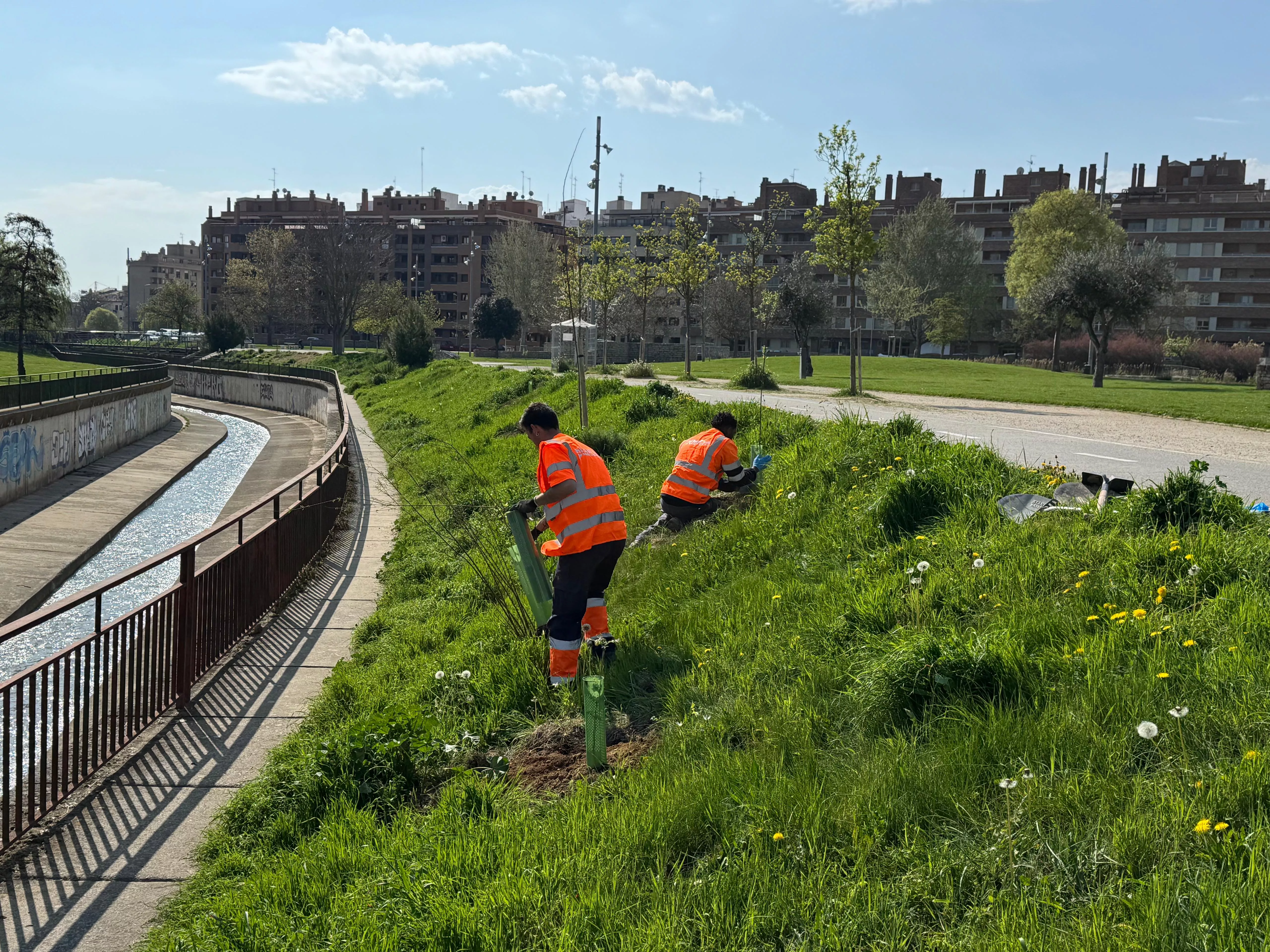 Plantados noventa fresnos, sauces y olmos en los taludes del río Isuela en Huesca. Plantados noventa fresnos, sauces y olmos en los taludes del río Isuela en Huesca.