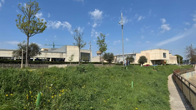 Nuevos árboles en los taludes del río Isuela. Nuevos árboles en los taludes del río Isuela.