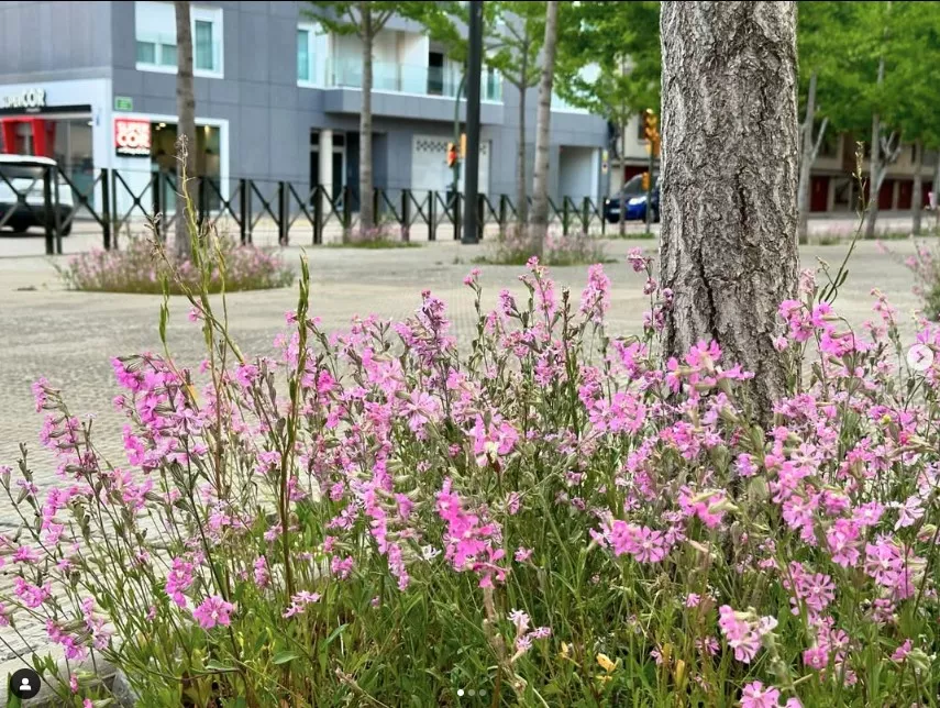 Los alcorques vivos y naturalizados de Huesca, ejemplo de innovación ambiental. Los alcorques vivos y naturalizados de Huesca, ejemplo de innovación ambiental.