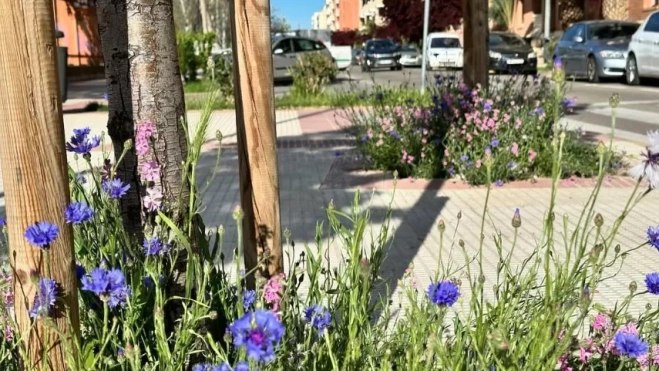 Uno de los alcorques de la ciudad. Uno de los alcorques de la ciudad.