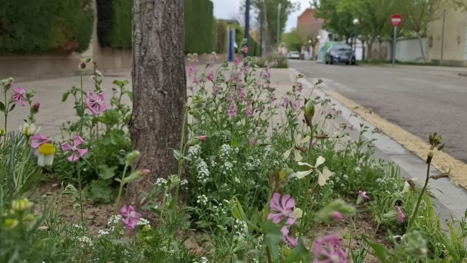 Otro ejemplo de alcorques en Huesca. Otro ejemplo de alcorques en Huesca.