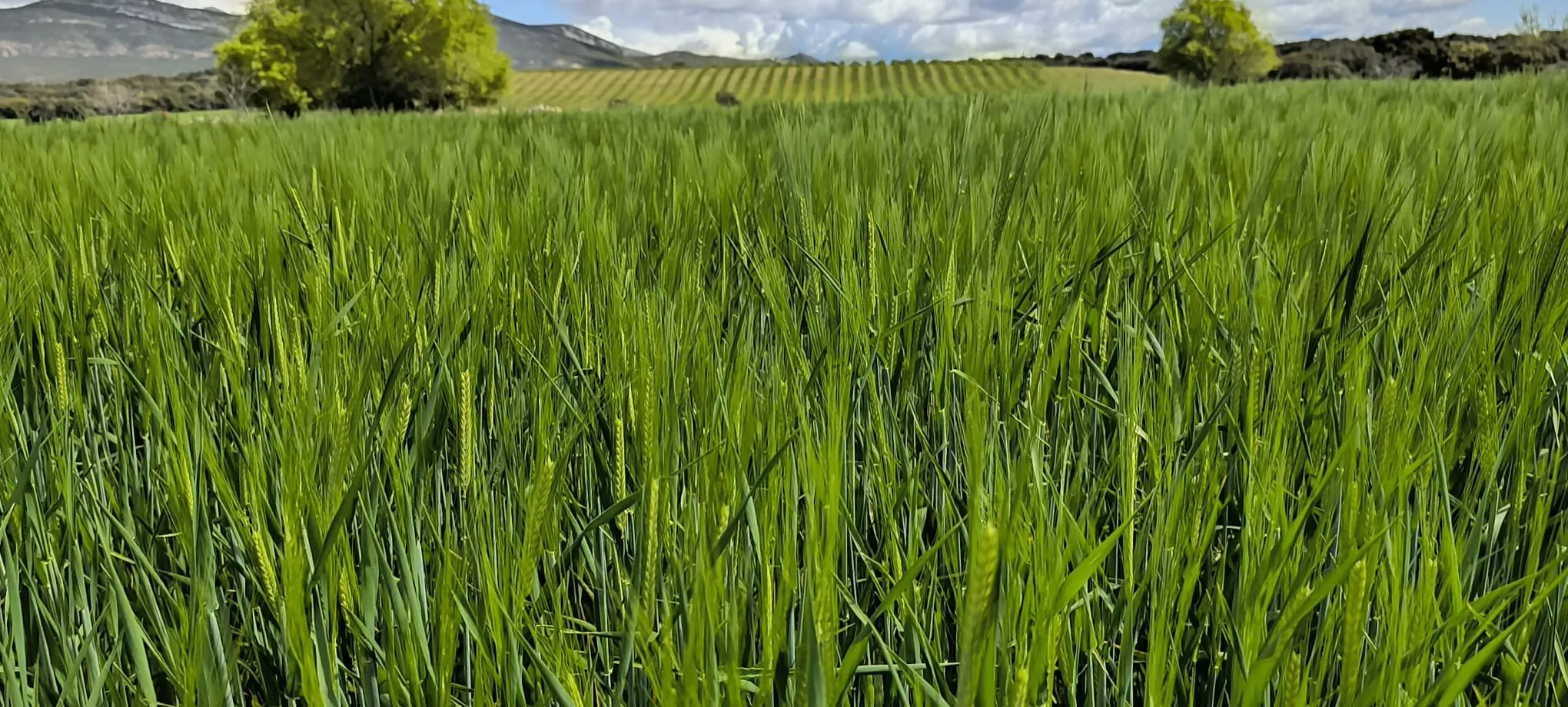 Embalse de Montearagón. Foto Joaquín Santafé