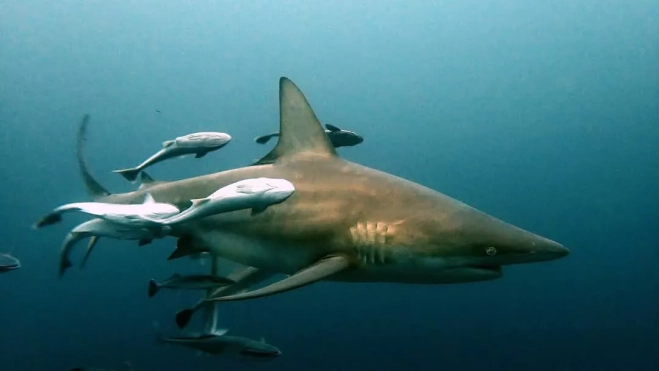 cd57e84f 13b4 4504 8316 67a4418f69e0