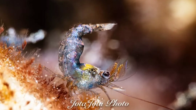 Un ser minúsculo que solo ve la cámara