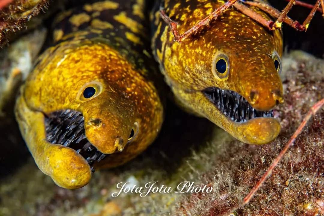JJ Hoyas en los fondos marinos