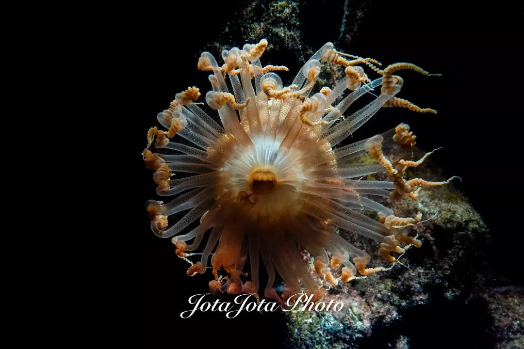 JJ Hoyas en los fondos marinos