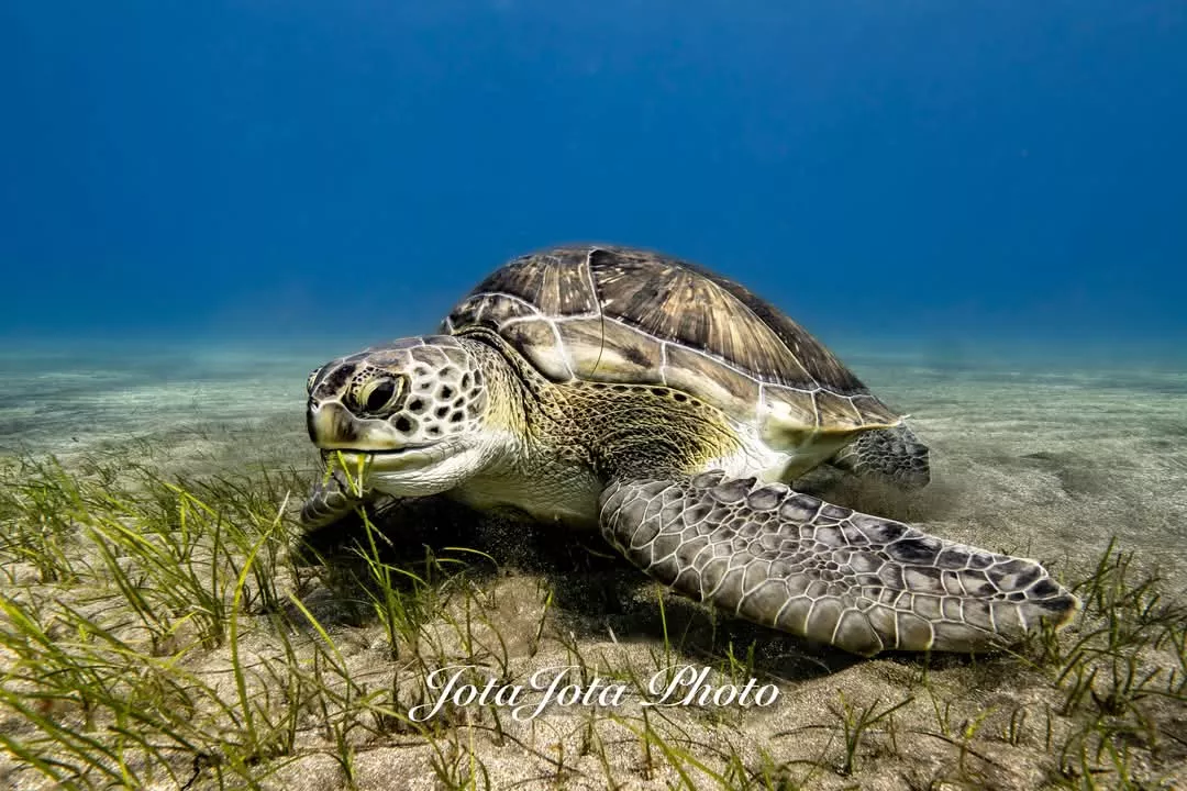 JJ Hoyas en los fondos marinos