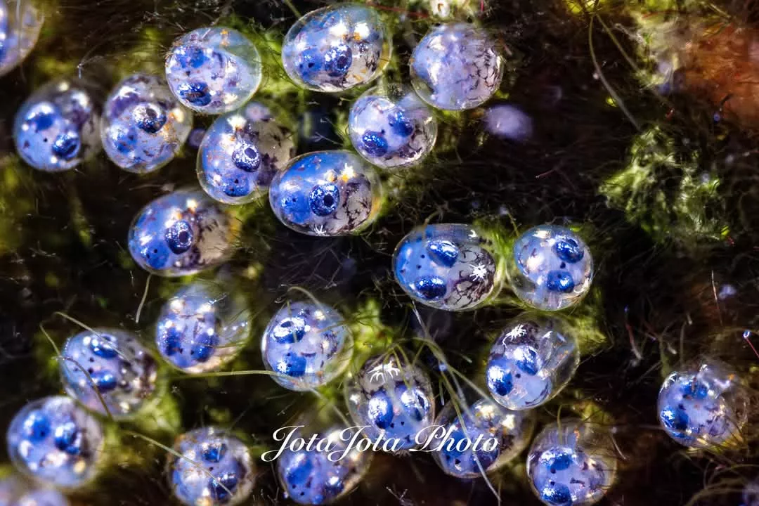 JJ Hoyas en los fondos marinos