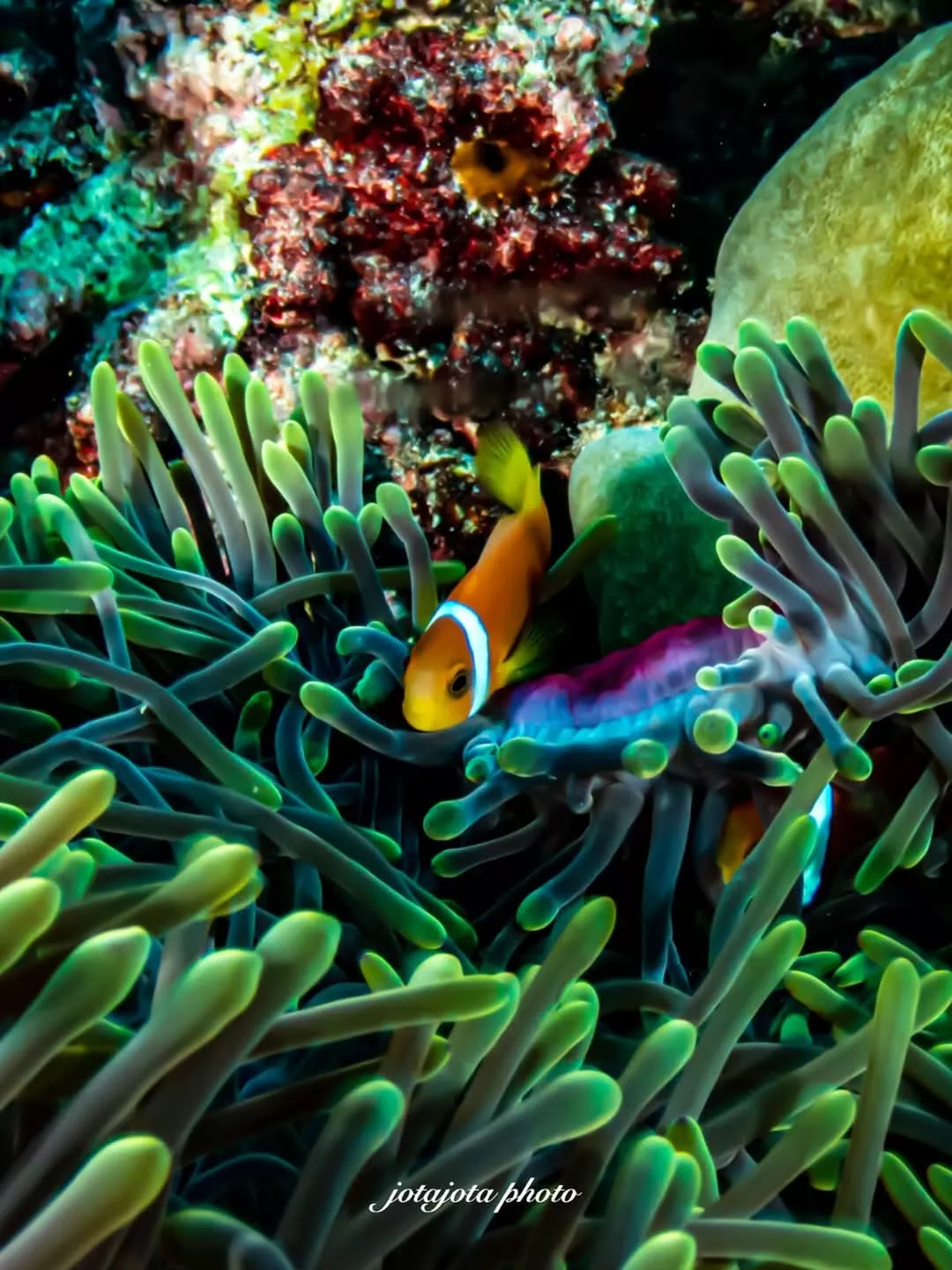 JJ Hoyas en los fondos marinos