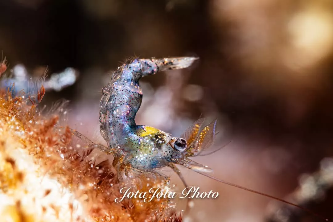 JJ Hoyas en los fondos marinos