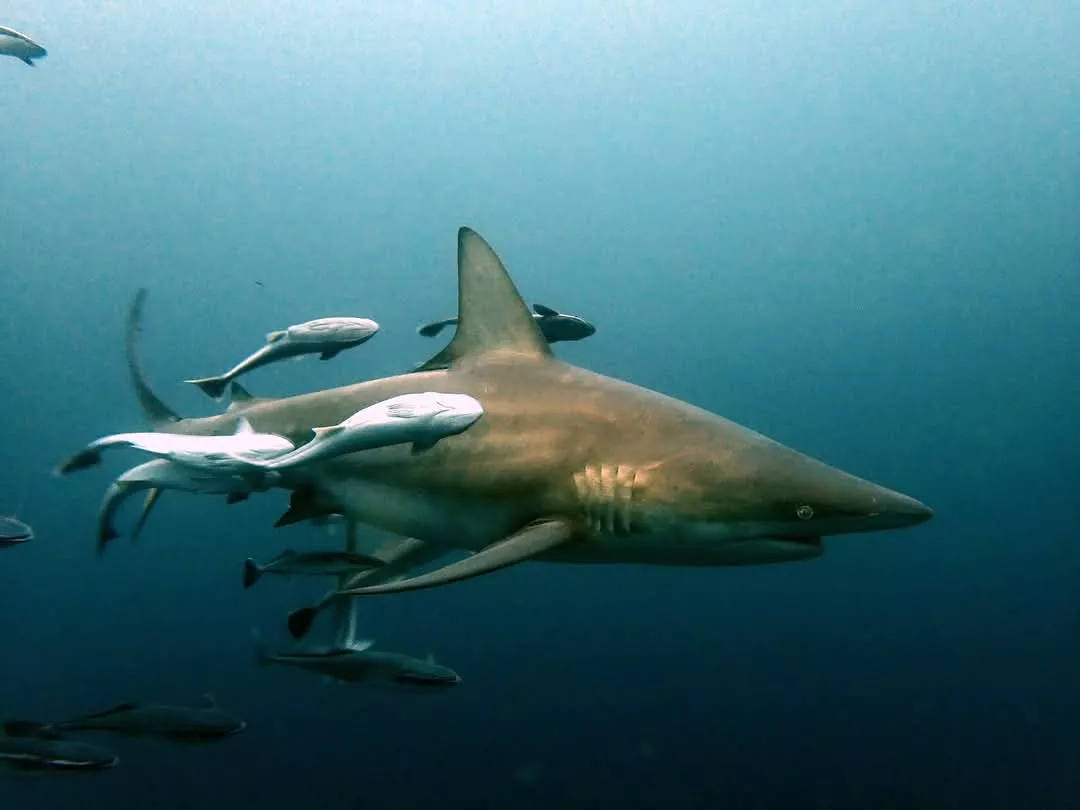 JJ Hoyas en los fondos marinos