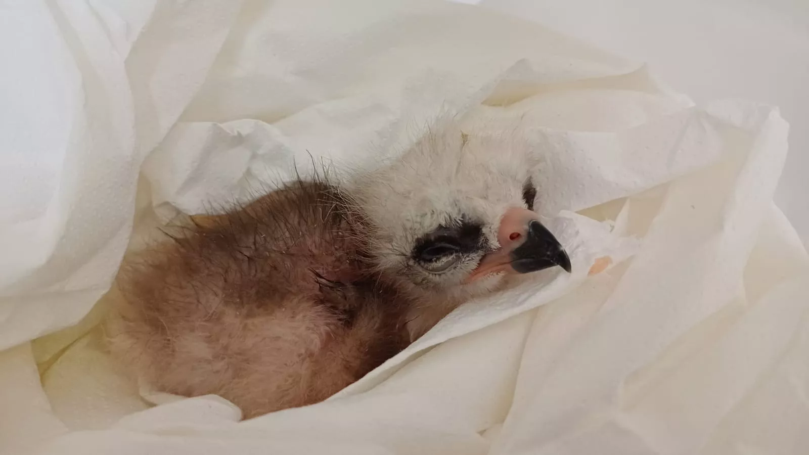 Nace en el centro de La Alfranca el pollo número 150 de milano real.