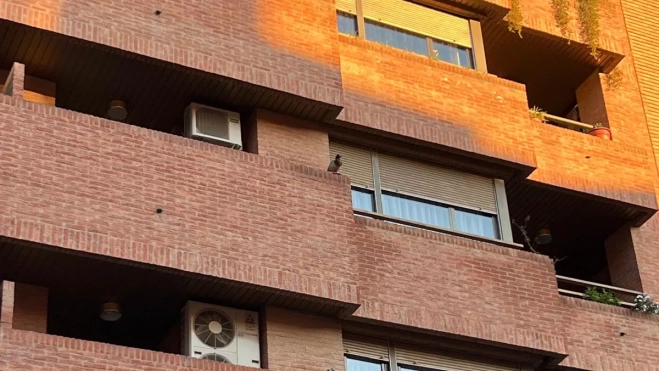 Uno de los patos, encaramado en el tercer piso de un edificio de General Lasheras. Uno de los patos, encaramado en el tercer piso de un edificio de General Lasheras.
