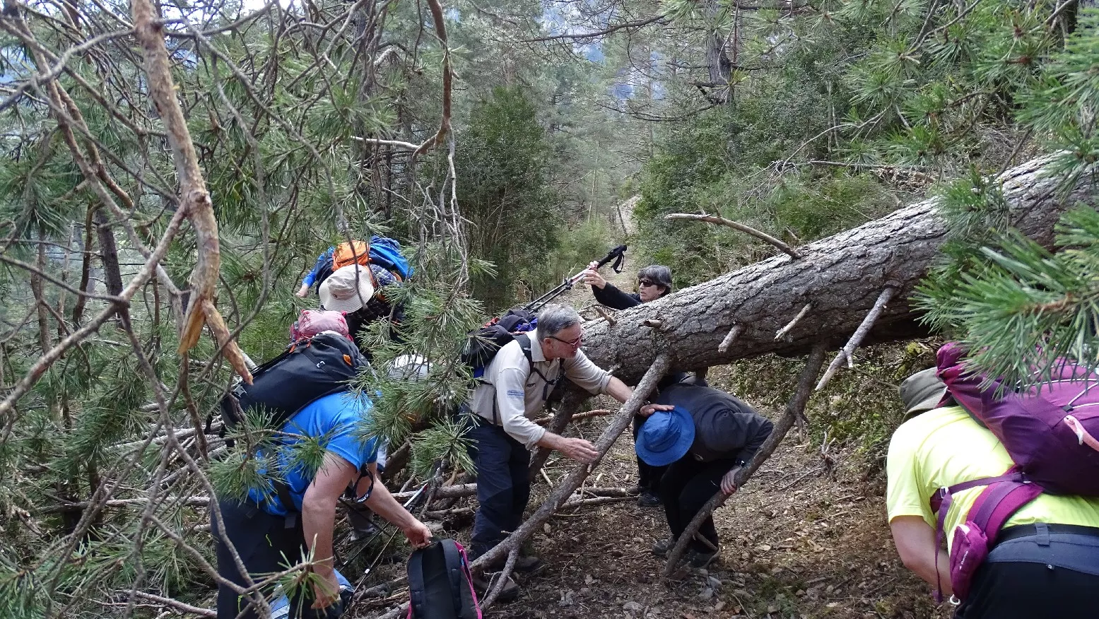 Pinos tronchados. Foto Alfredo Zazo