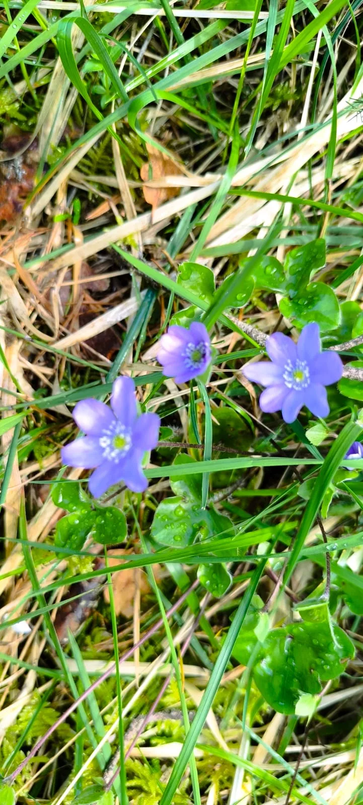 Excursión organizada por Unizar a Barós y Ullué. Foto Joaquín Santafé
