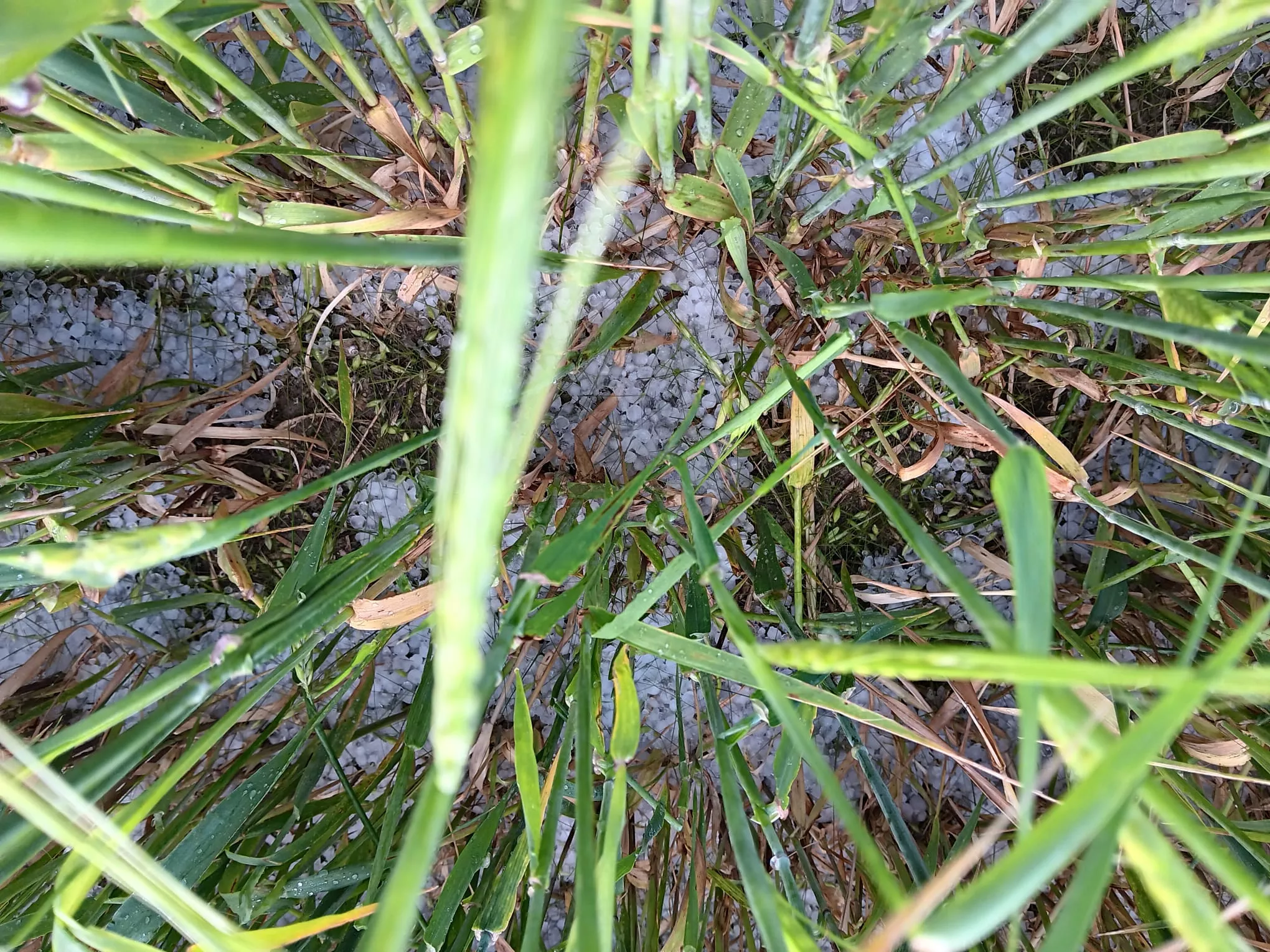 El granizo deja daños desiguales en cultivos de Monegros, con Lanaja como epicentro.