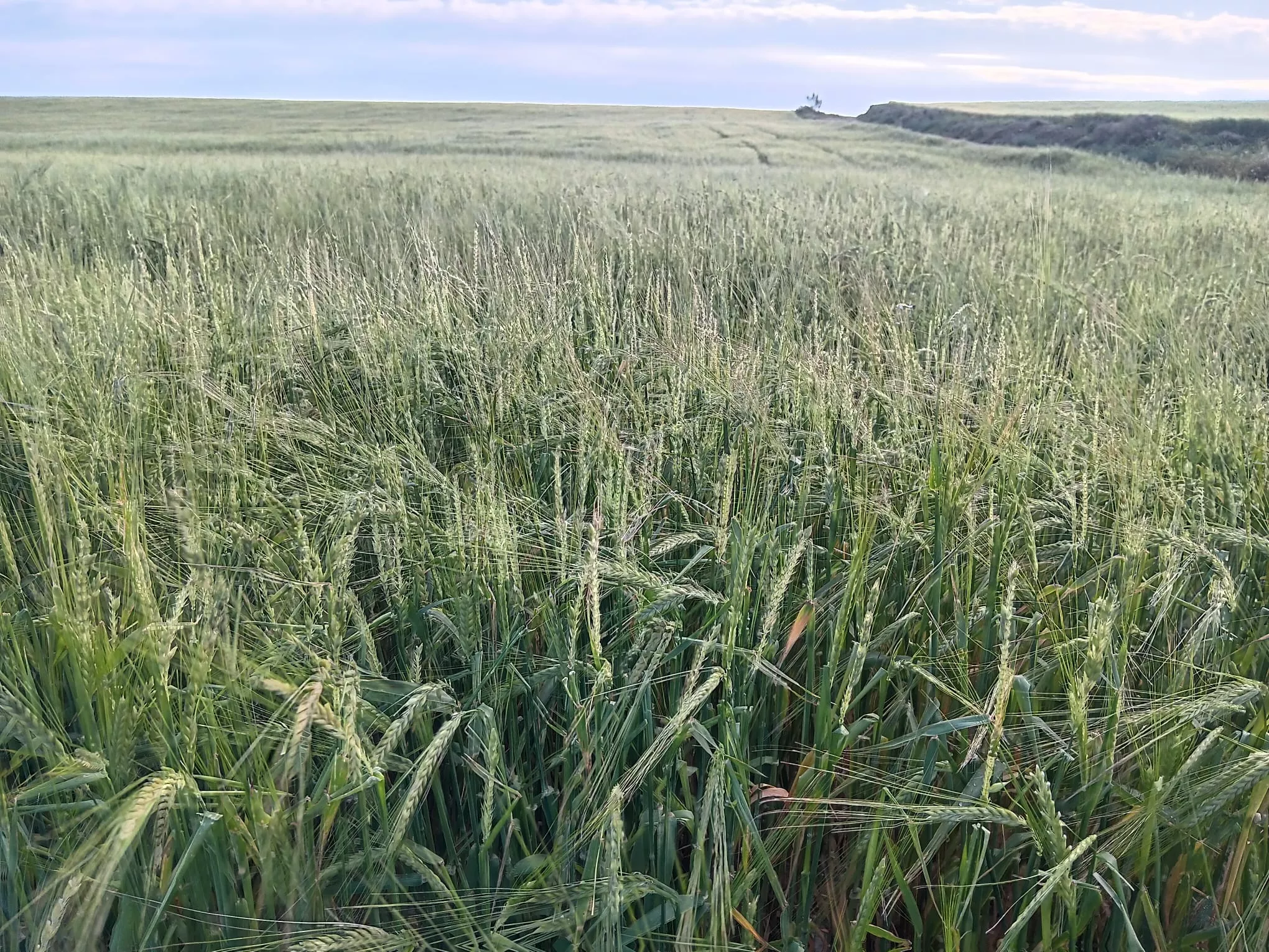 Granizada en Lanaja.