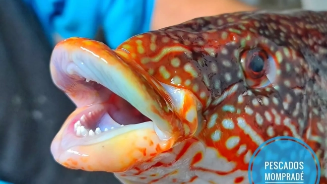 El pescado, clave en la Dieta Mediterránea El pescado, clave en la Dieta Mediterránea