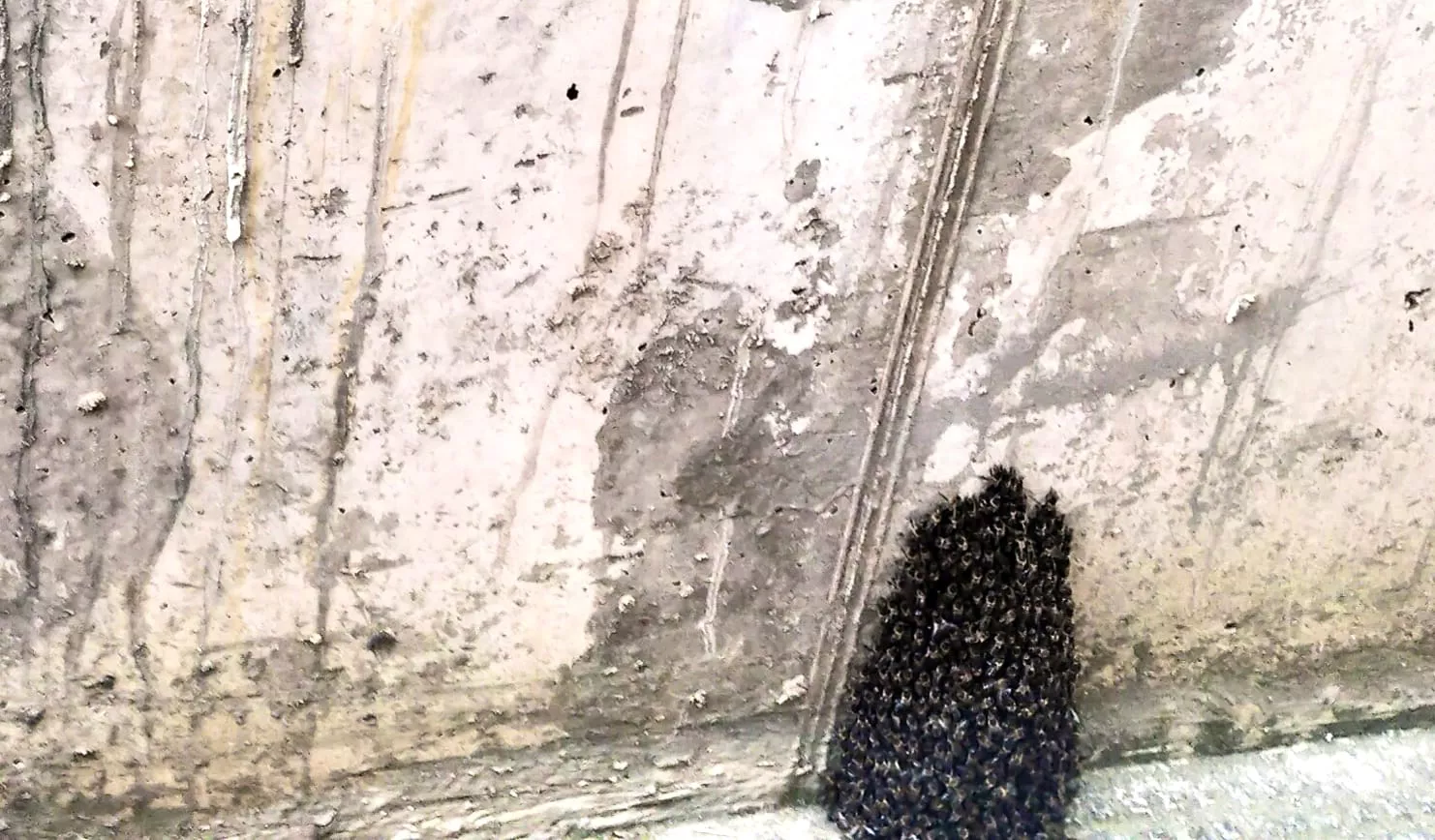 Enjambre de abejas en Huesca.
