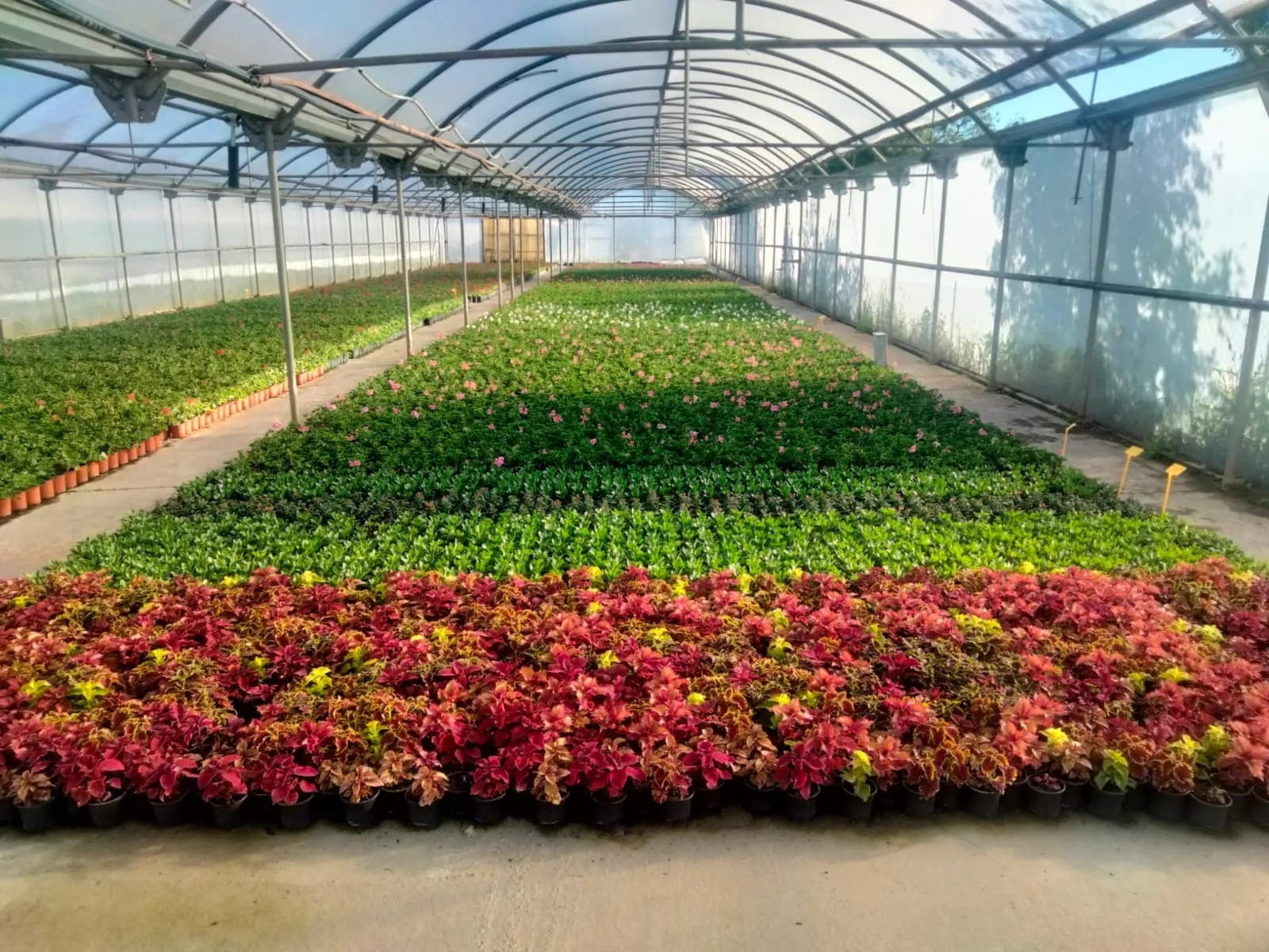 Vivero de la DPH
