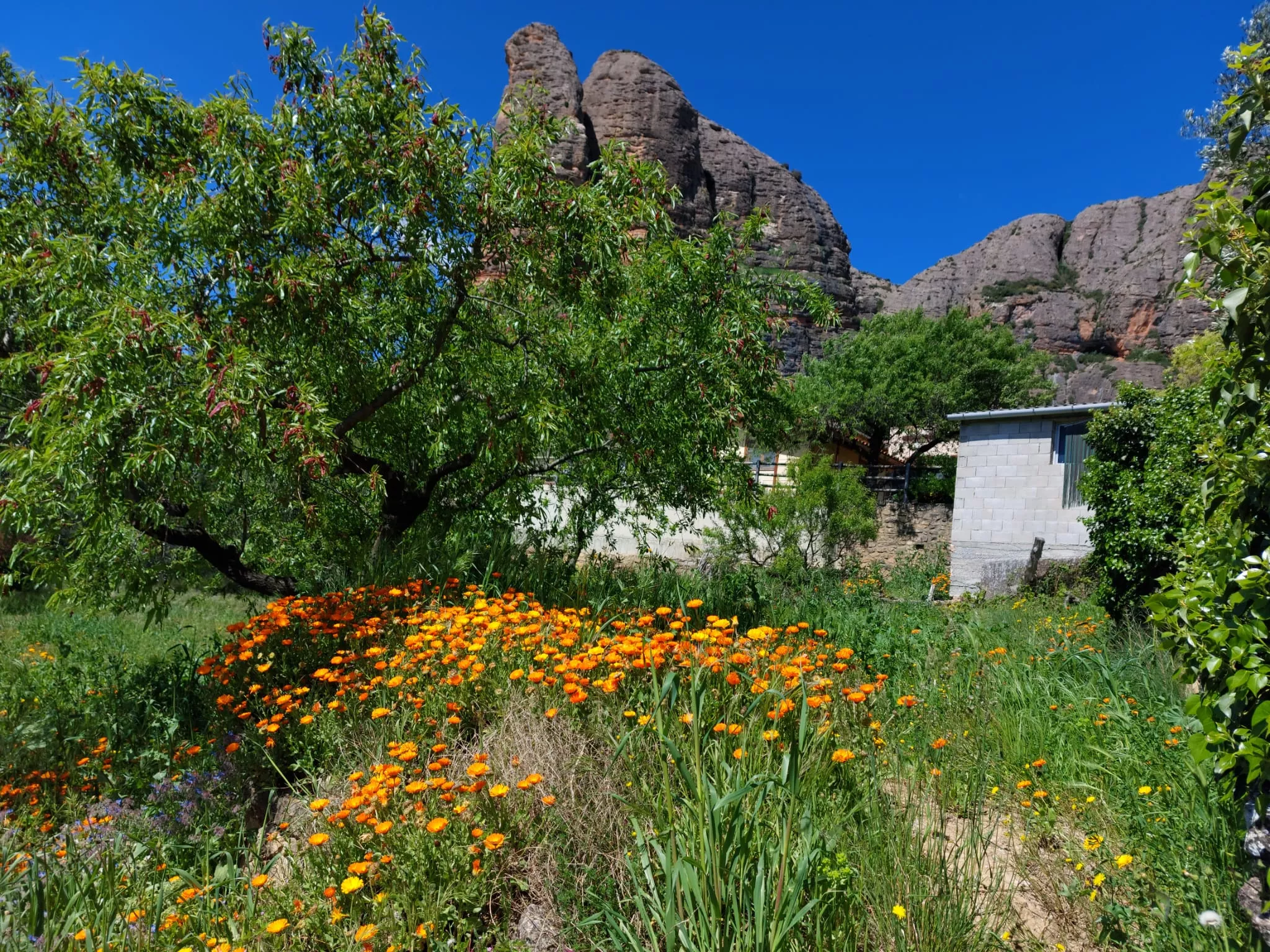  Javieres en Agüero y el Pico Puimaría