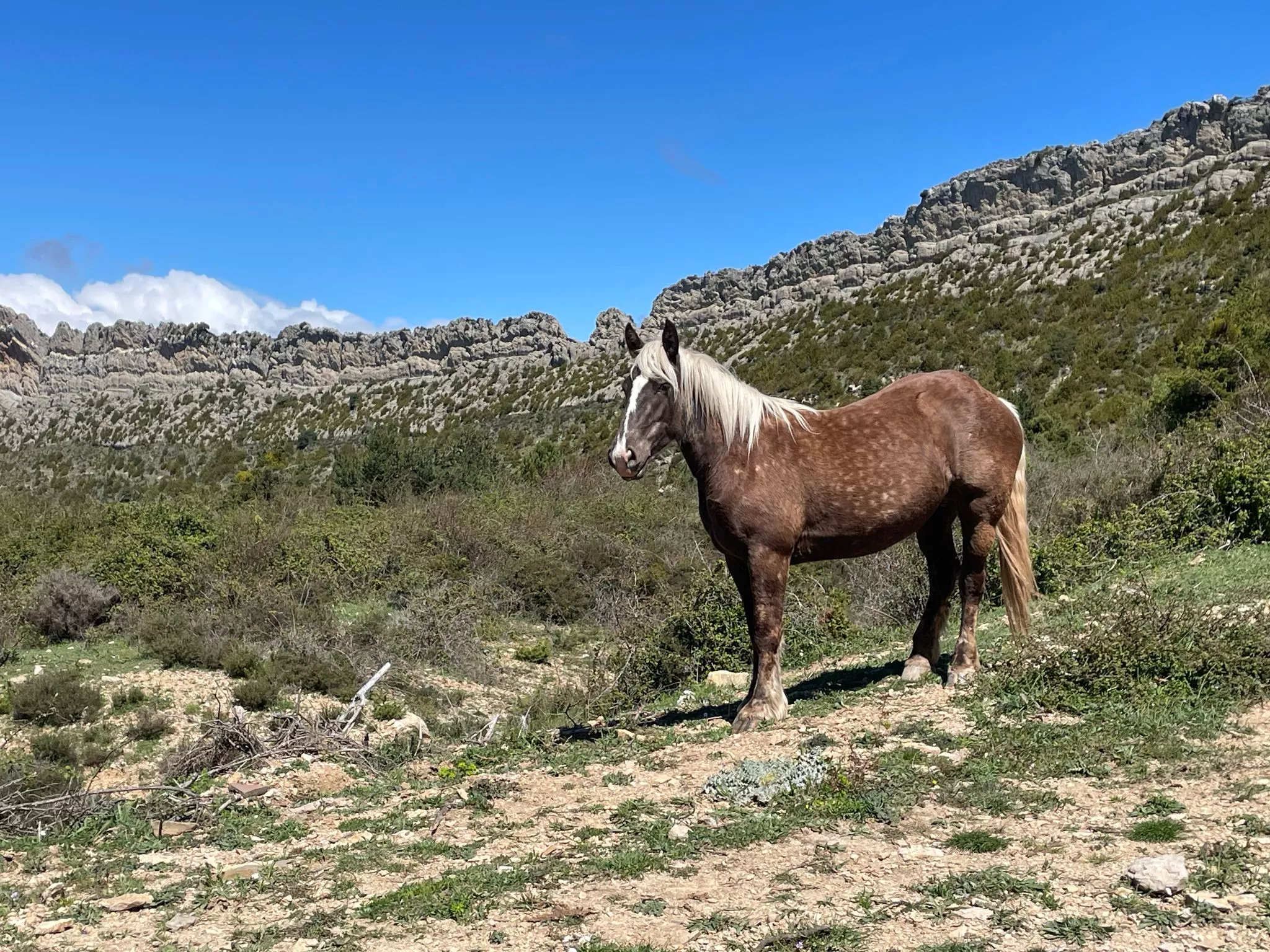  Javieres en Agüero y el Pico Puimaría