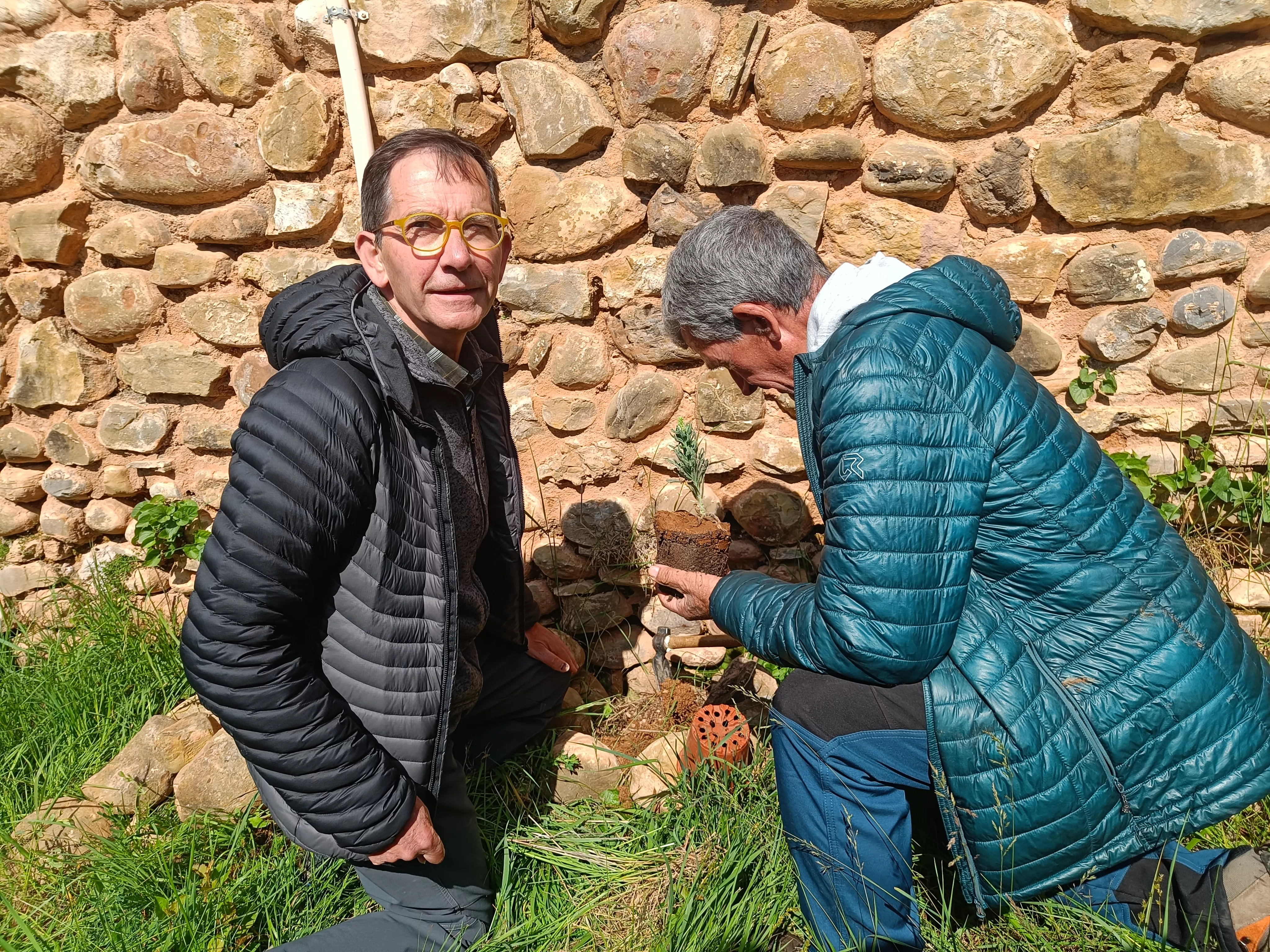 Vuelve a crecer una planta única en los muros el Monasterio Nuevo San Juan de la Peña.