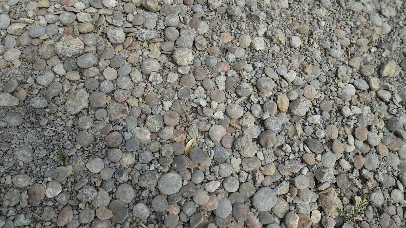 Dineretes. Foto Alfredo Zazo