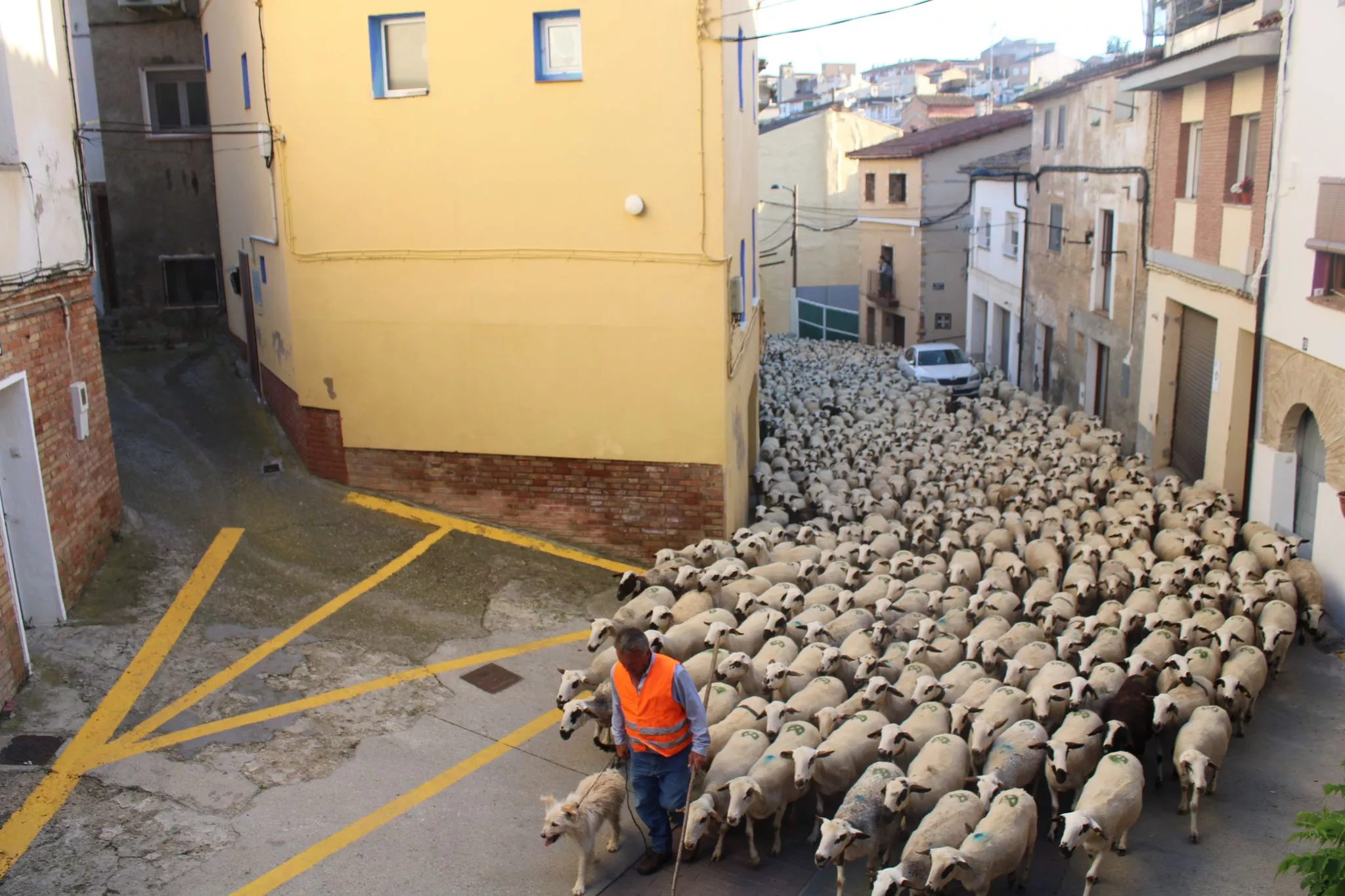 La trashumancia cruza Tamarite de Litera.