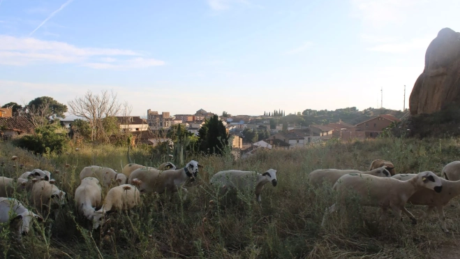 Las ovejas limpian el monte y reducen el riesgo de extensión de incendios. Las ovejas limpian el monte y reducen el riesgo de extensión de incendios.