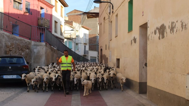 Diego Mora realiza la trashumancia con 1.500 ovejas de raza chisqueta. Diego Mora realiza la trashumancia con 1.500 ovejas de raza chisqueta.