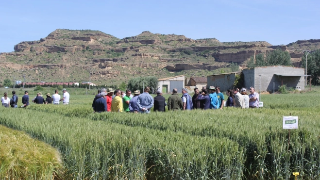 La Jornada Transferencia de cereal invierno se ha realizado en Fraella. La Jornada Transferencia de cereal invierno se ha realizado en Fraella.