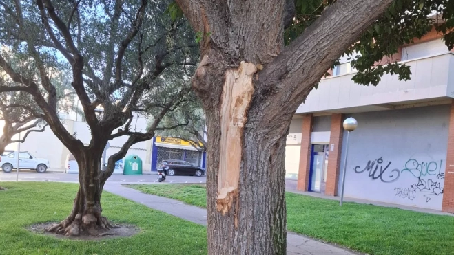 Este es el árbol del que se desprendió la rama. Este es el árbol del que se desprendió la rama.
