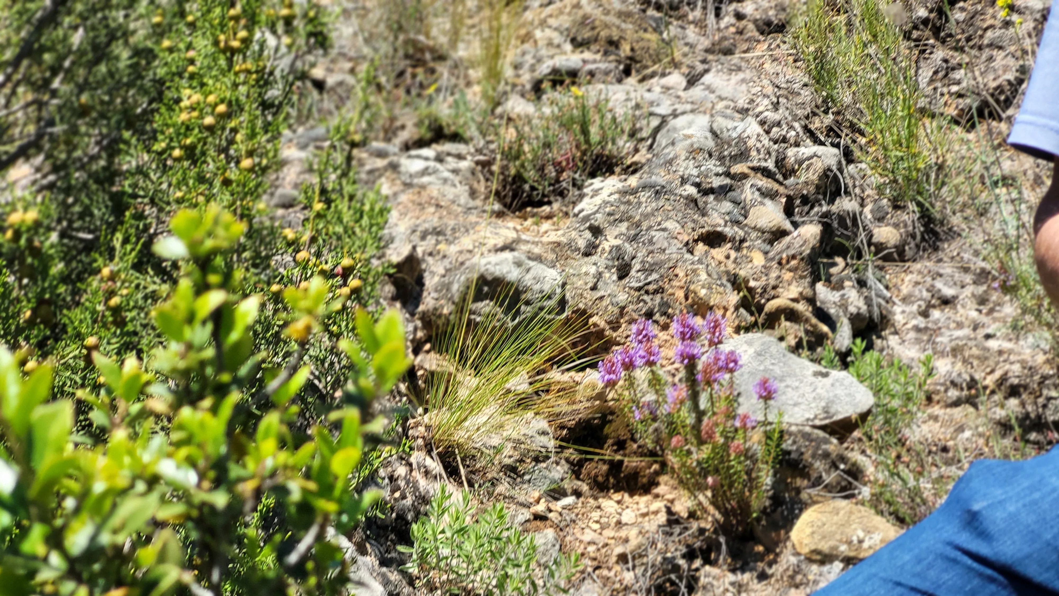 Caminico Medicinal de Agüero con Manuel Roncero y Carlos Molina