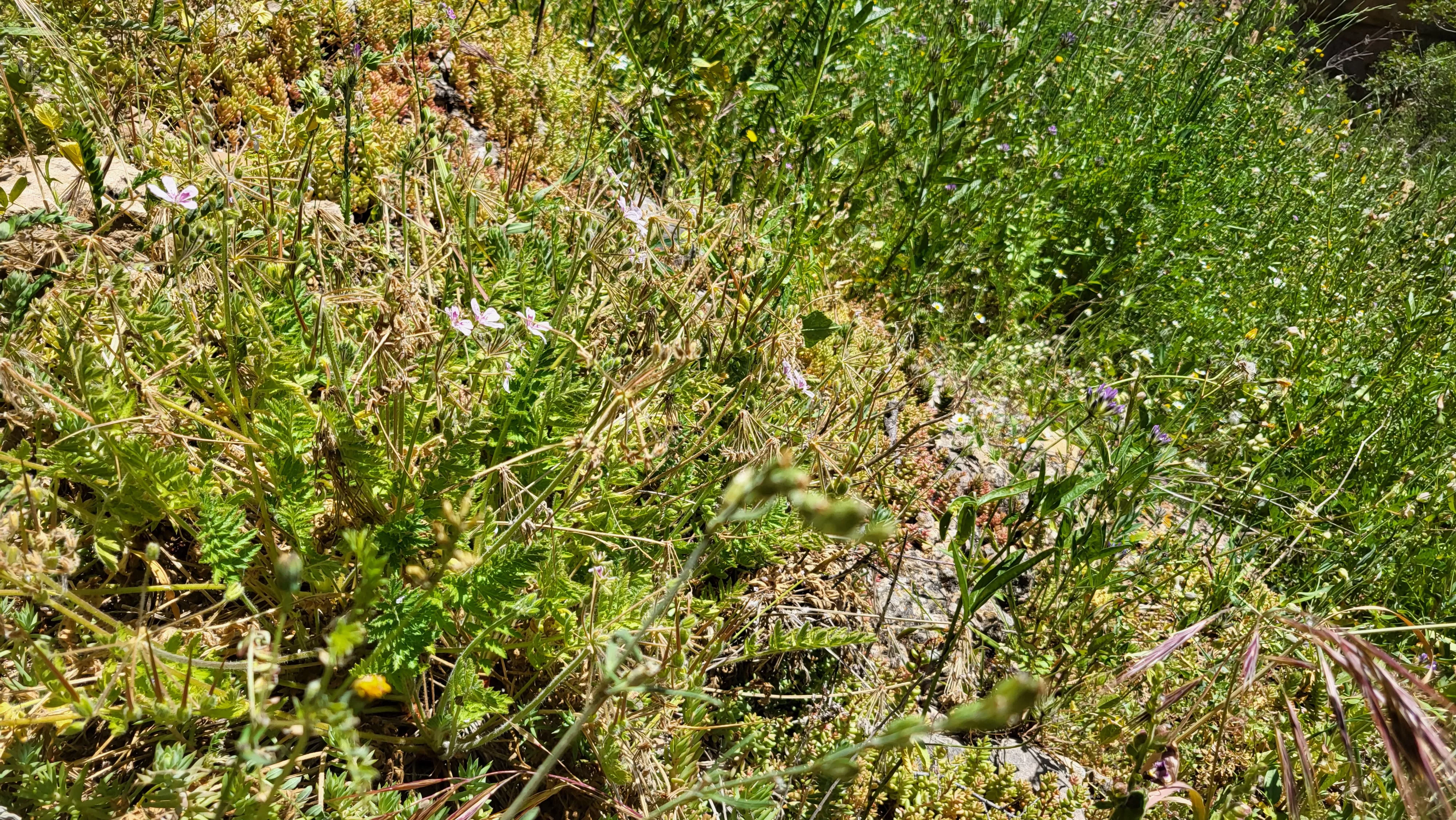 Caminico Medicinal de Agüero con Manuel Roncero y Carlos Molina