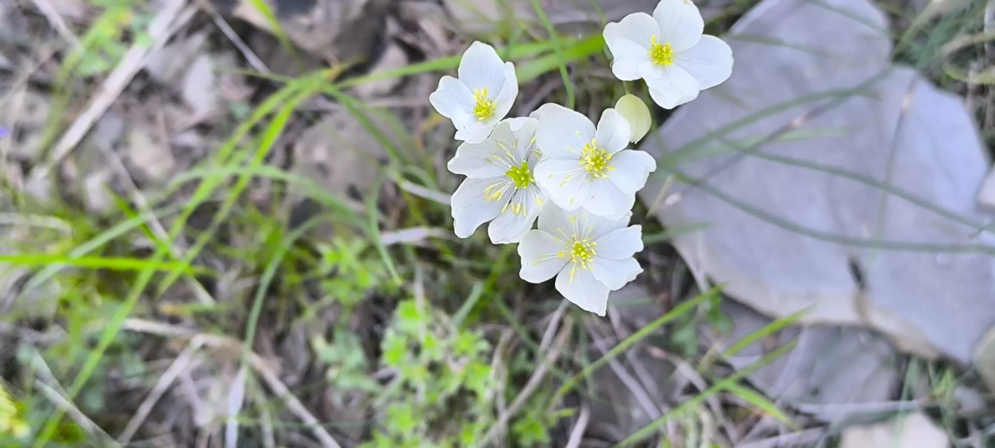 Excursión de  Deporte y Salud+55 por ermitas del Serrablo. Foto Joaquín Santafé