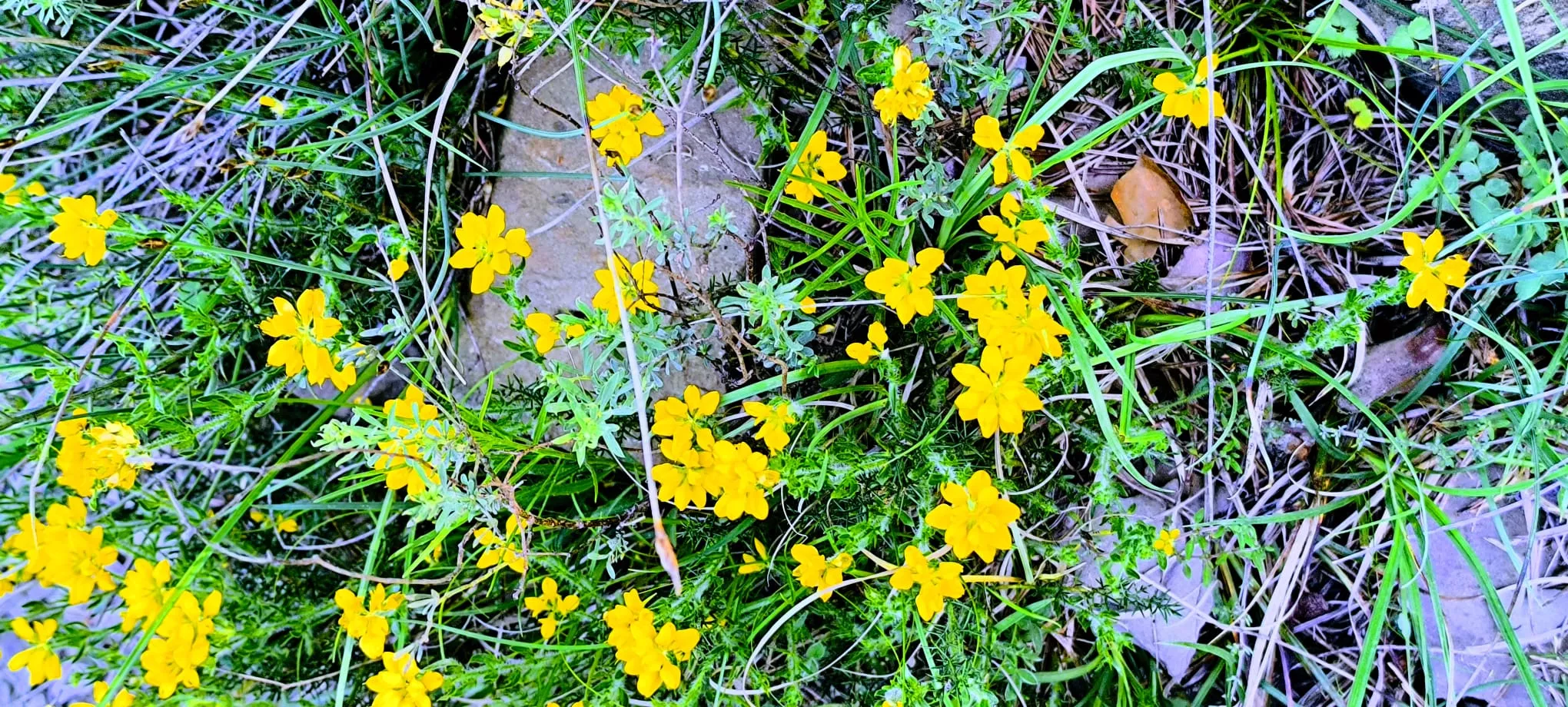 Excursión de  Deporte y Salud+55 por ermitas del Serrablo. Foto Joaquín Santafé
