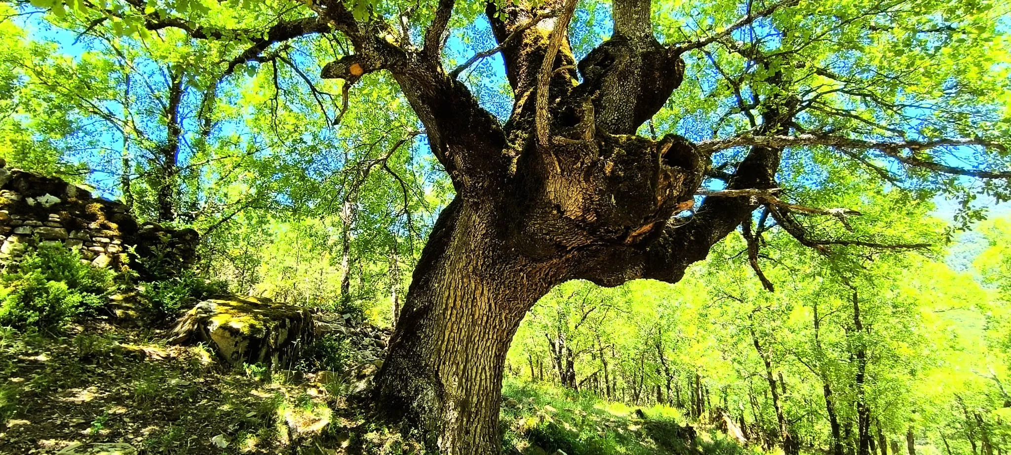 Excursión de  Deporte y Salud+55 por ermitas del Serrablo. Foto Joaquín Santafé