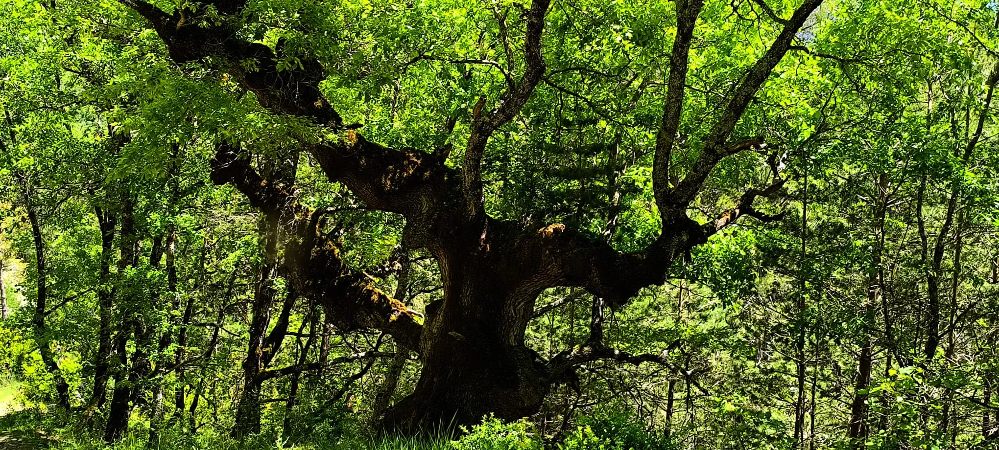Excursión de  Deporte y Salud+55 por ermitas del Serrablo. Foto Joaquín Santafé